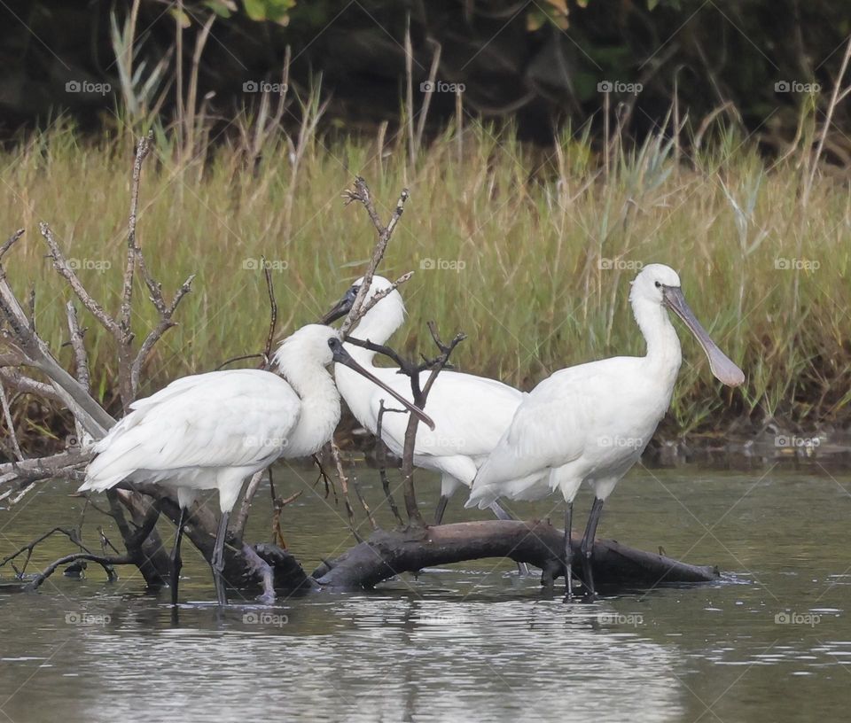 Beautiful and cute bird