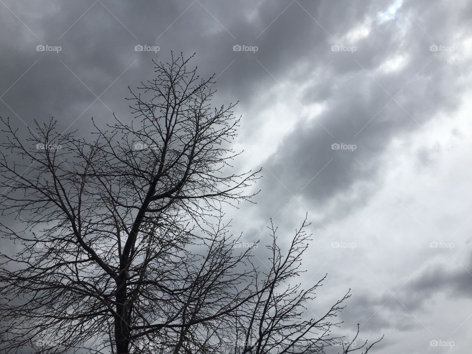 Tree, Branches, Nature, Stormy Weather, Sunshine in Rain. Pattern in Branches. Art. Abstract.