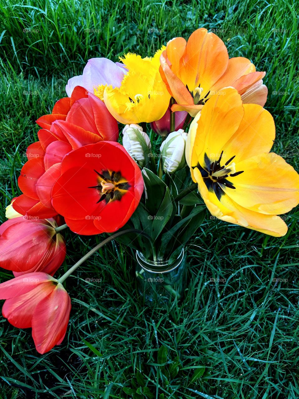 Tip Toe Through the Tulips