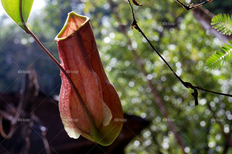 badura flower