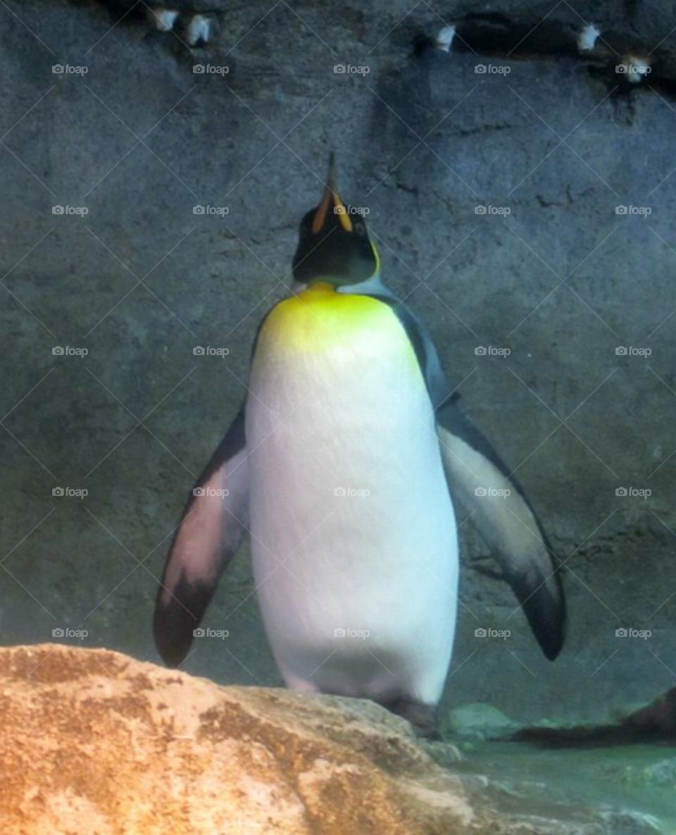 penguin standing on ice