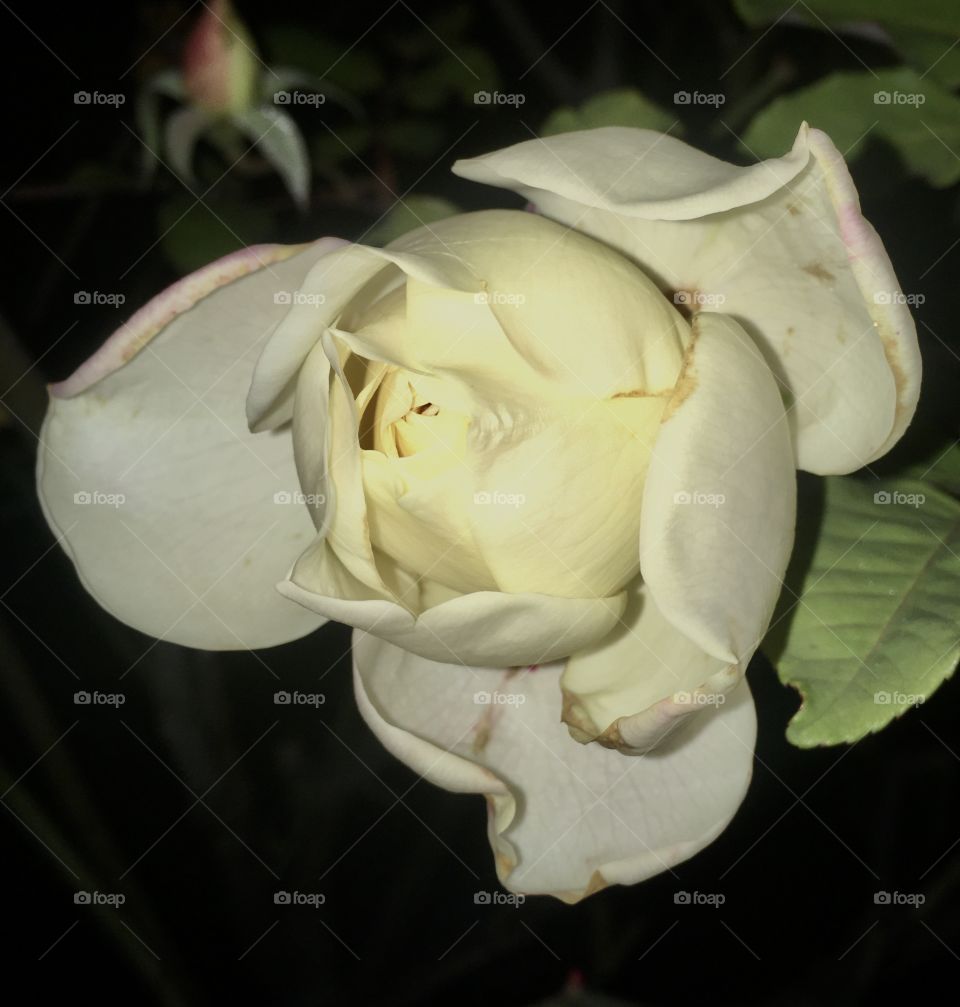 🌹 🇺🇸 Very beautiful flowers to brighten our day.  Live nature and its beauty. Did you like the delicate petals? / 🇧🇷 Flores muito bonitas para alegrar nosso dia. Viva a natureza e sua beleza. Gostaram das pétalas delicadas?