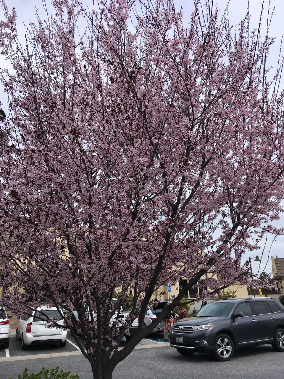 Blossom in Spring 