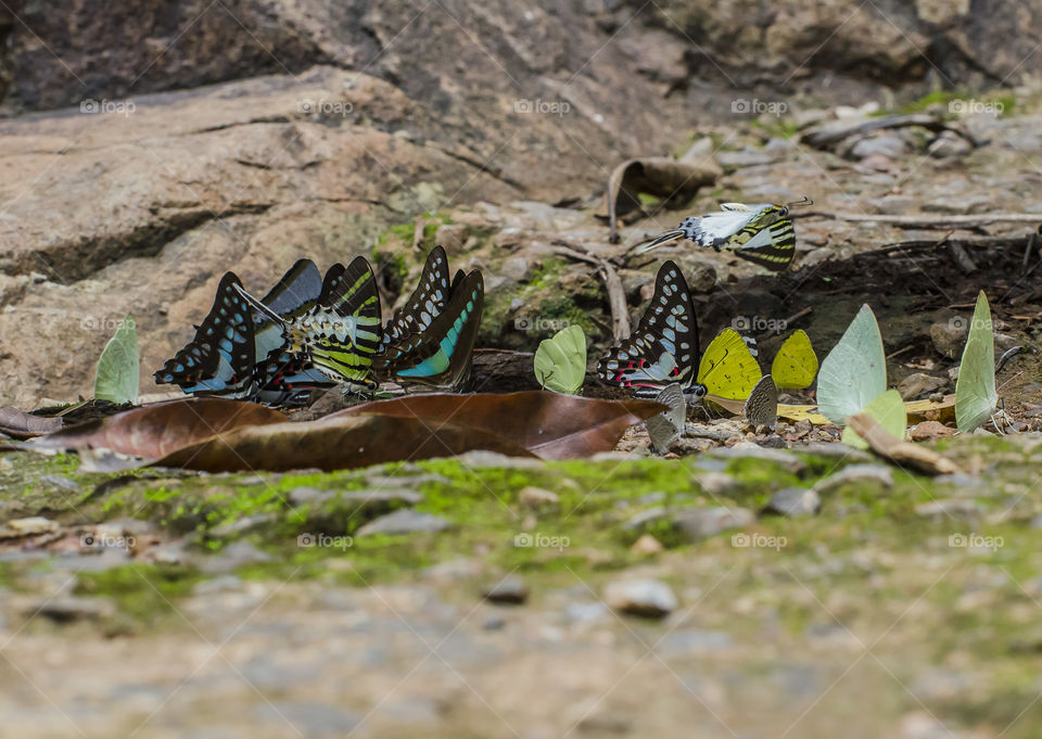 colourful butterflies