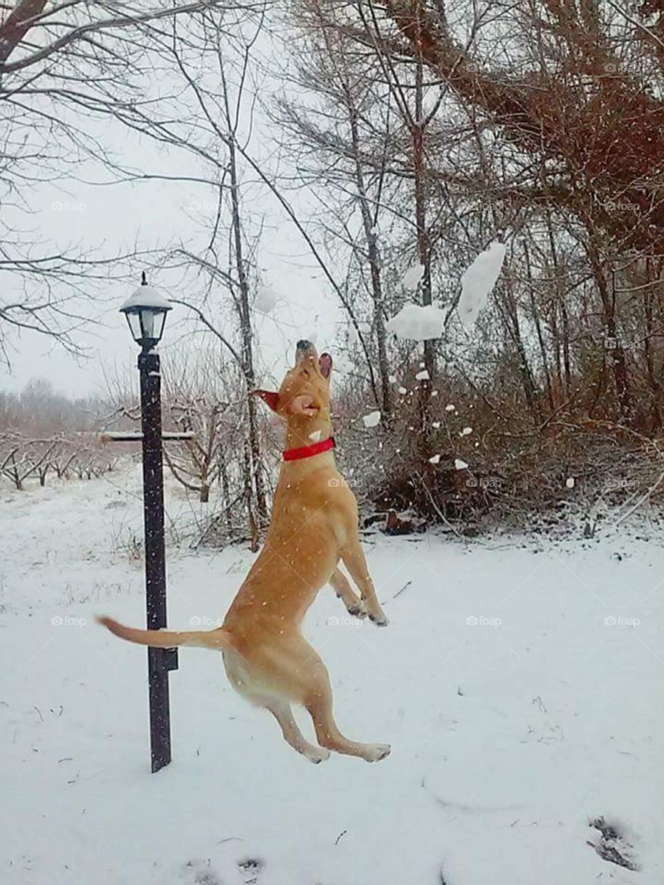 Lucy my pet catching a snowball