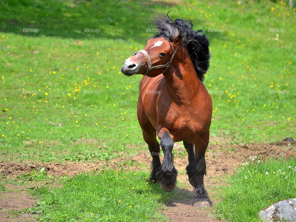 Mammal, No Person, Grass, Horse, Animal