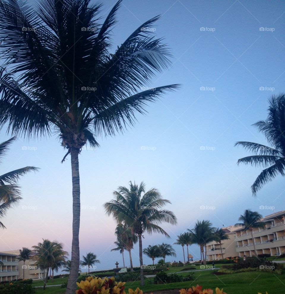 Palm, No Person, Tree, Beach, Tropical