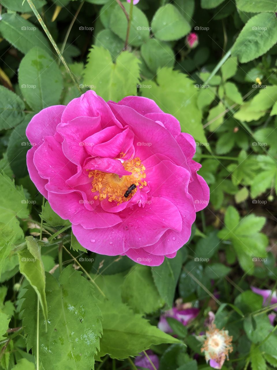 Wild rose in my back yard 