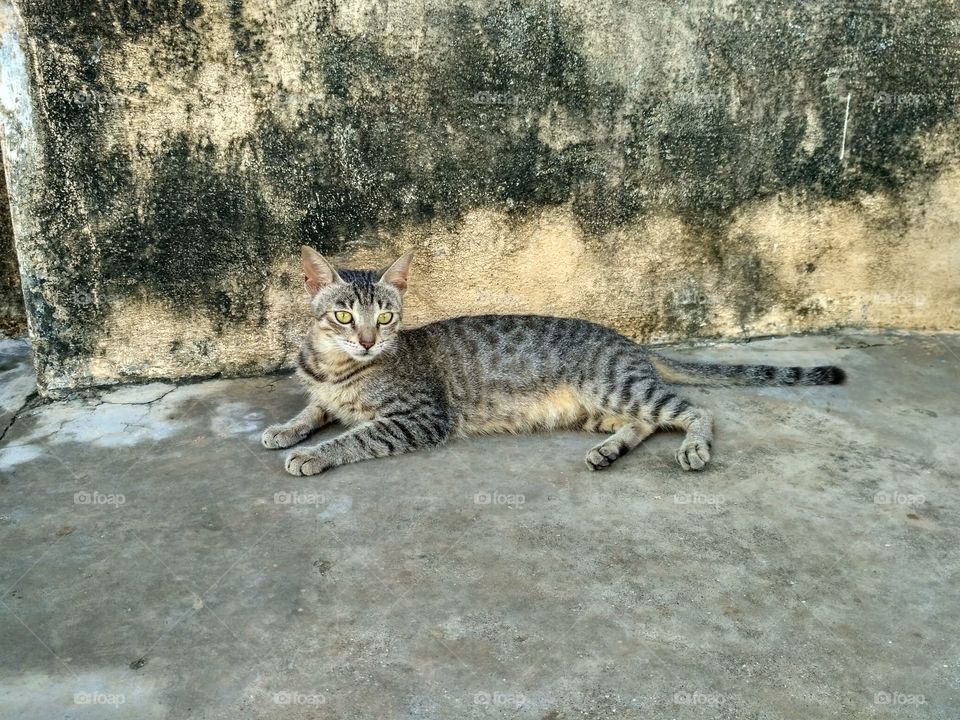 animal cat