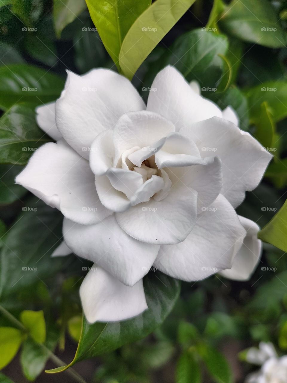 white jasmine flowers are very fragrant