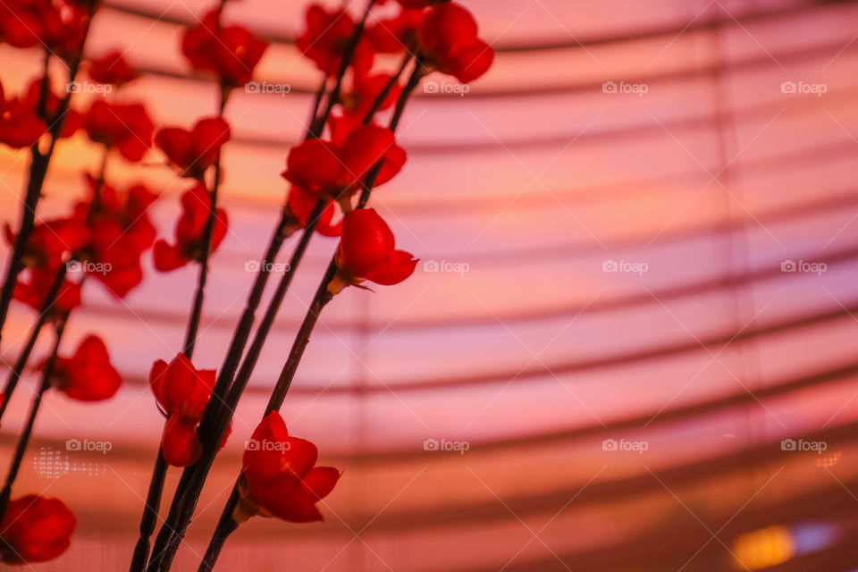 Plum flowers with twilight seen in background looking our a window.
