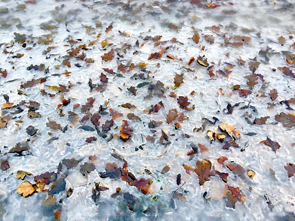 Frozen leaves