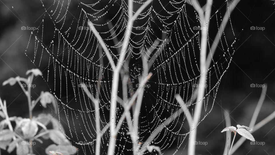 Rain drops clinging to a spider web