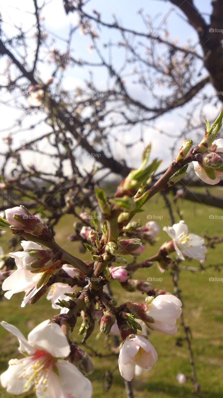 The blooming almond-tree
