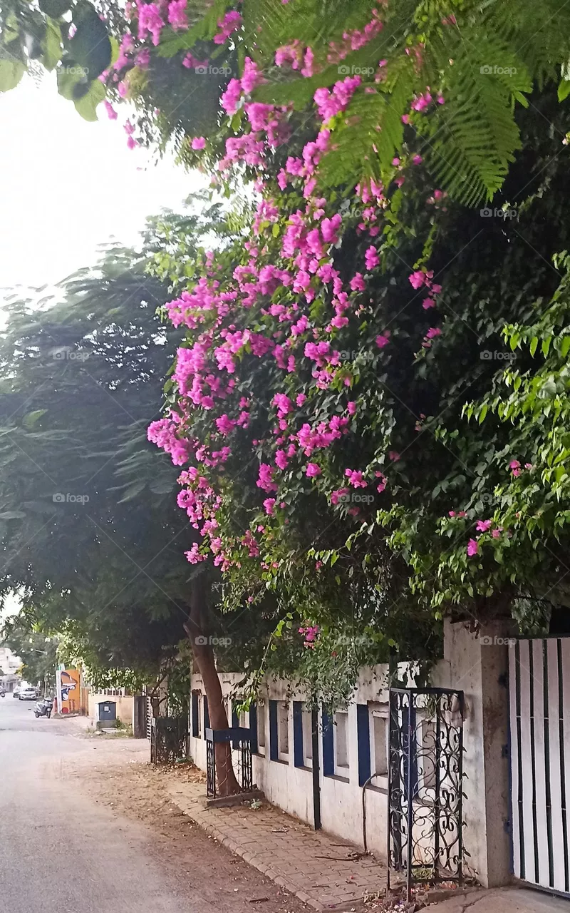 Bougainvillea spectabilis