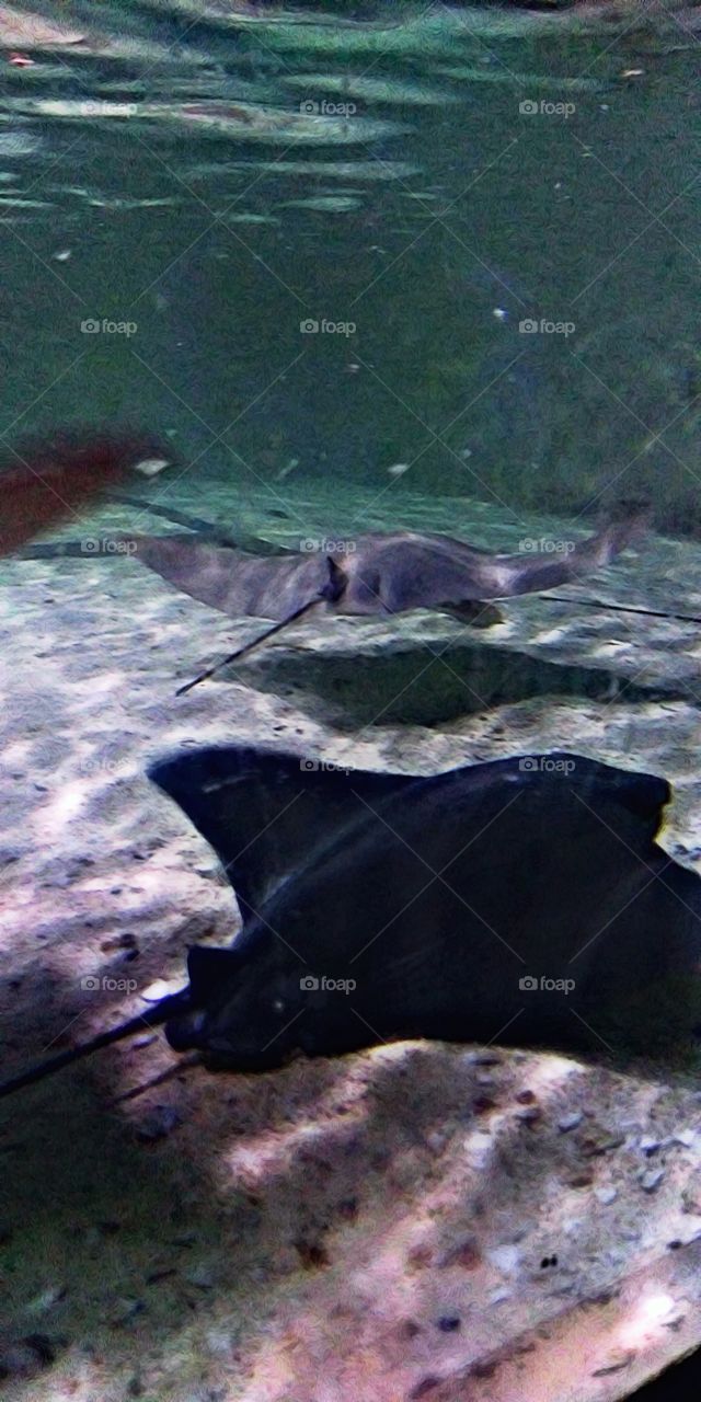 stingrays