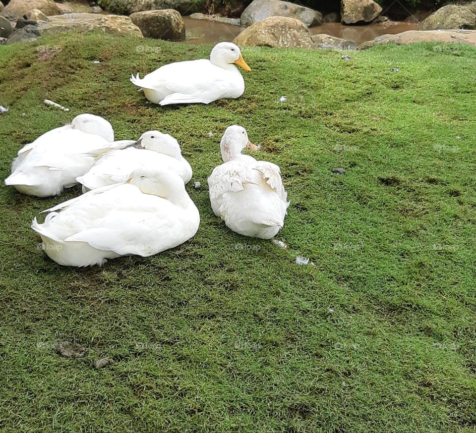 White pekin ducks sitting on the grass
