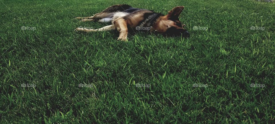 A German Shepard enjoying a day in the grass on a hot summer day.