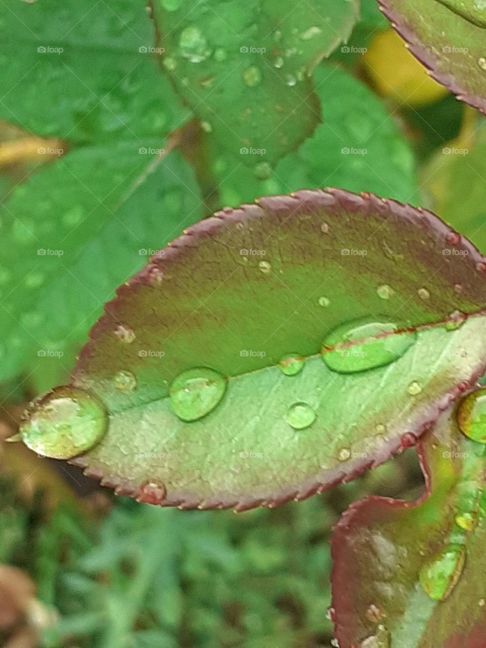 las gotas de lluvia sobre una pequeña hoja del rosal