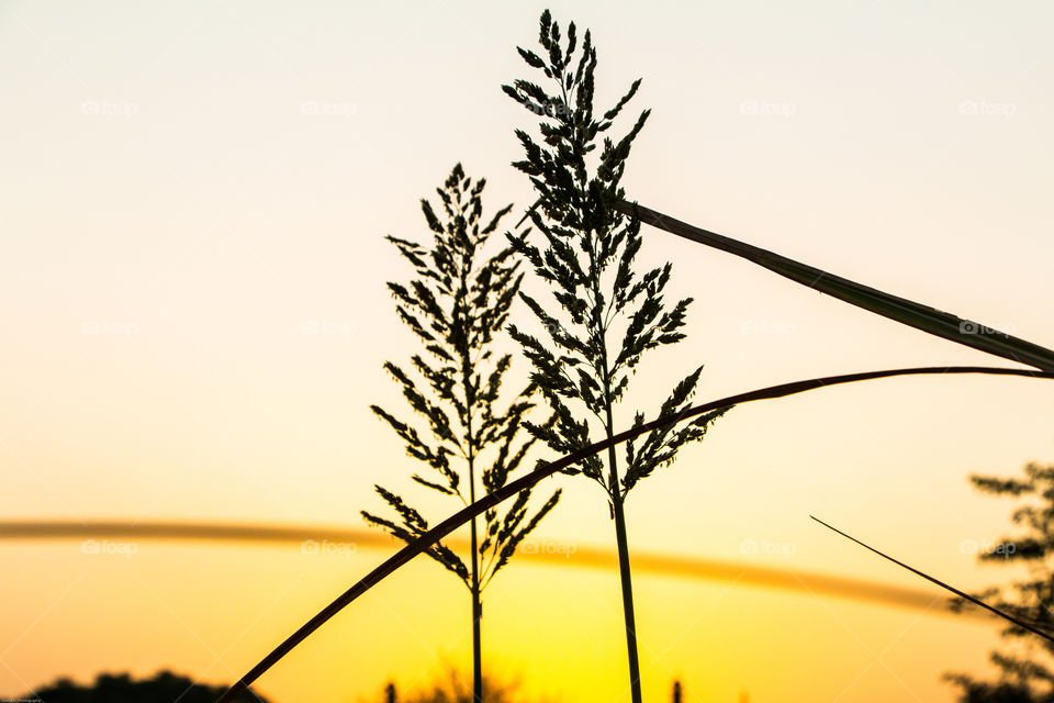 Sunset scene