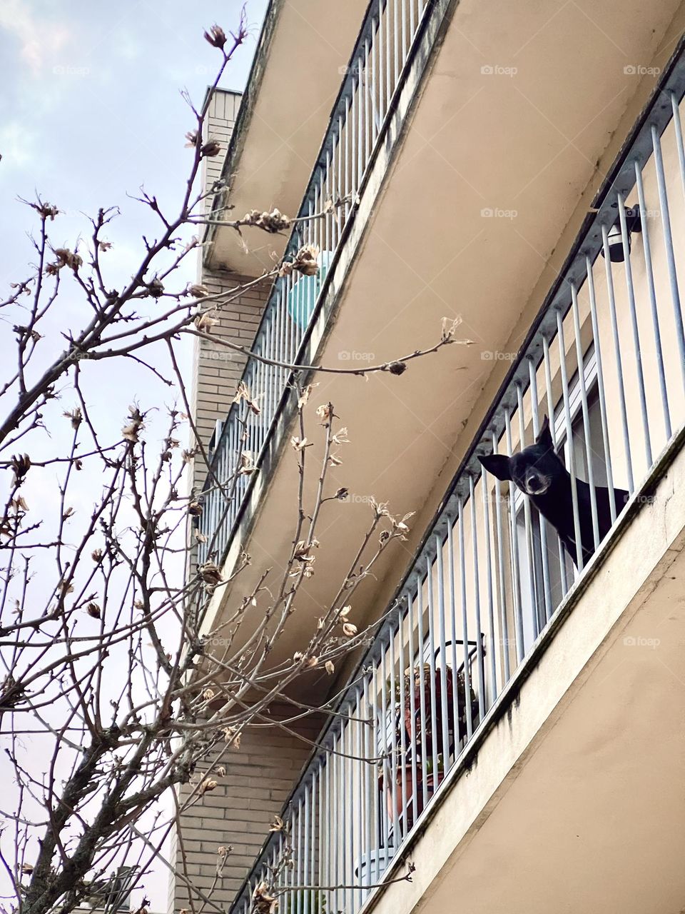 Dog with Rectangle fence