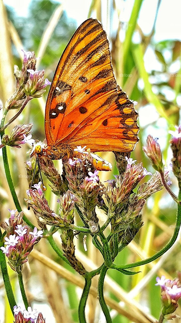 butterfly on flower