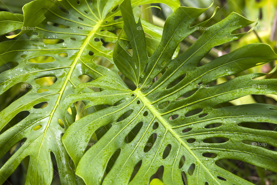 Tropical forest