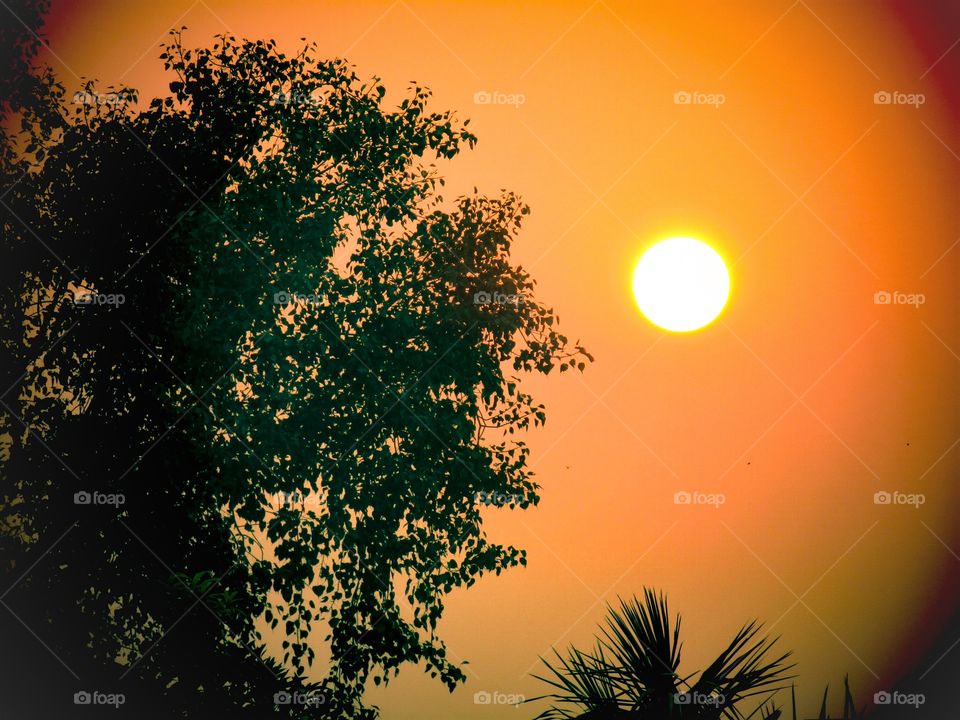 beautiful sunset through trees yellow sky