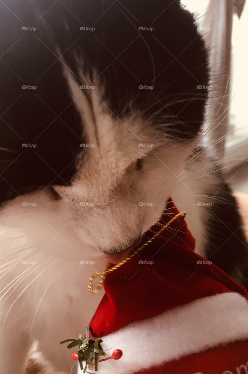 Christmas cat