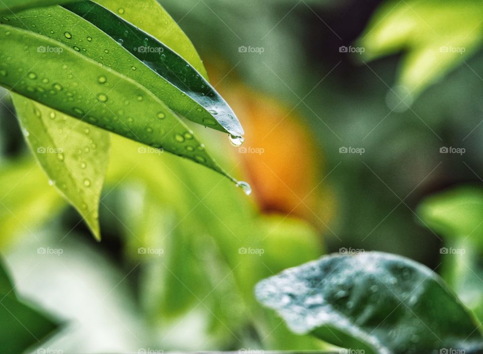 Rain drops from the leaves.