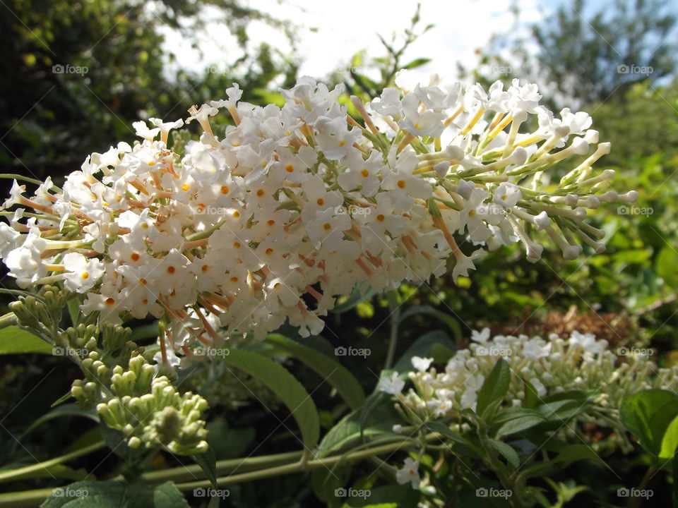 White Blossom