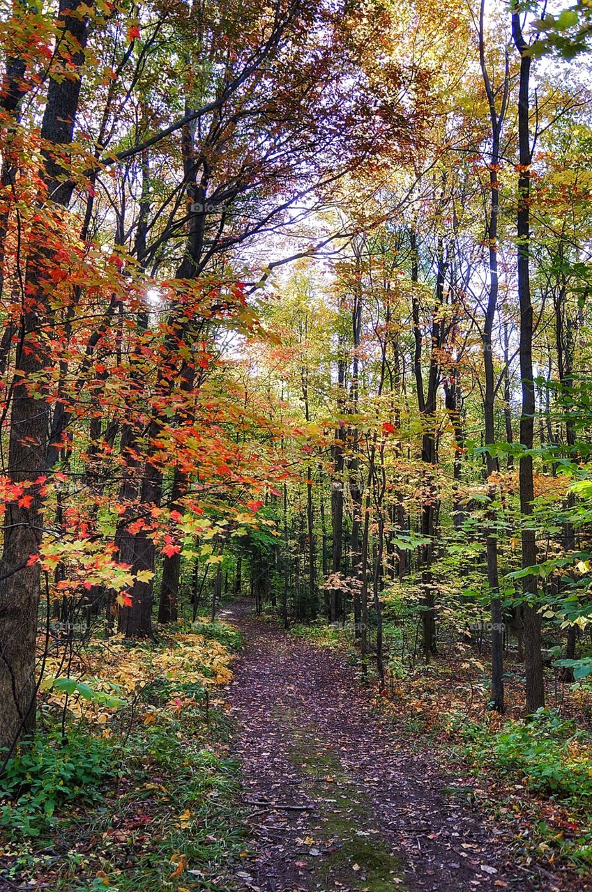 À Québec fall scenery