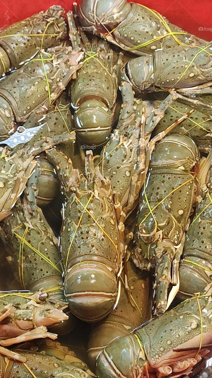 Animals spotted on walks