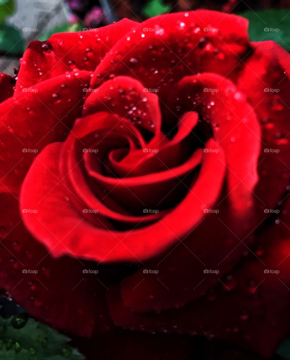 Red Rose (1)