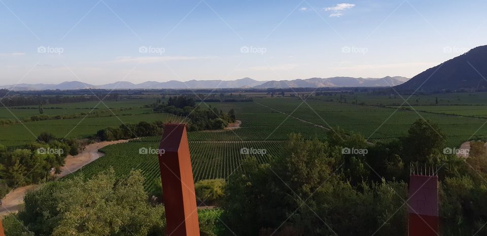 Wineyard Valley