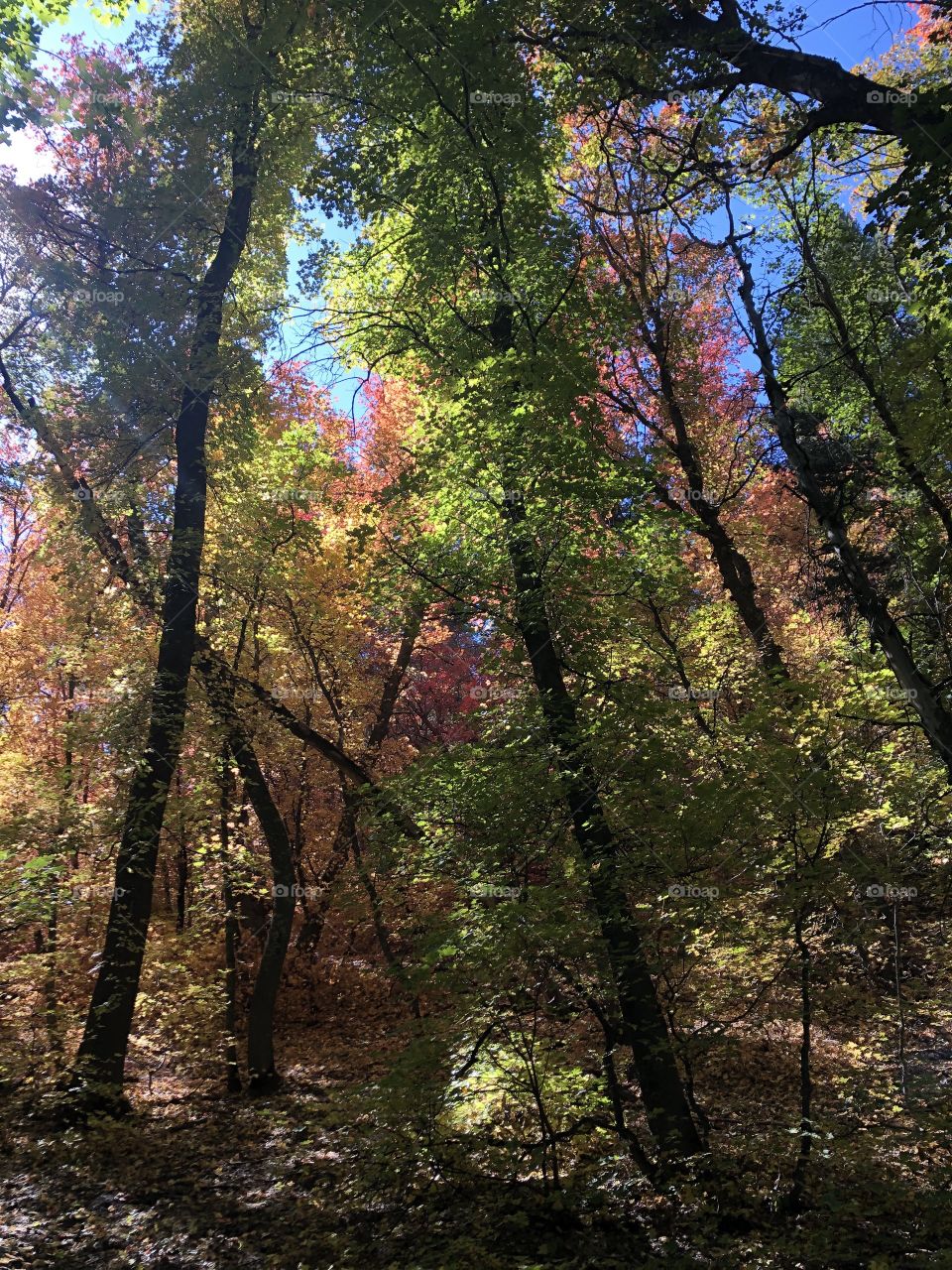 Autumn colors on a hike in the Manzano Mountains at 4th of July Canyon