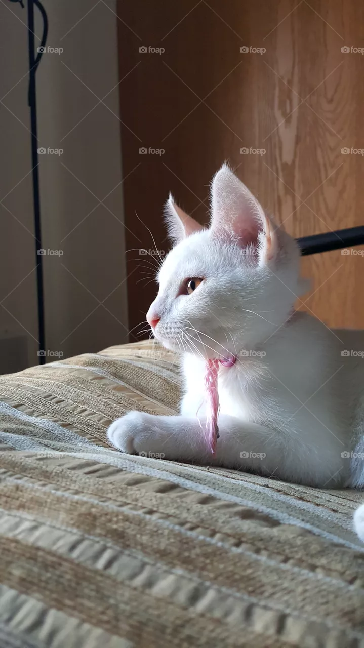 animal
