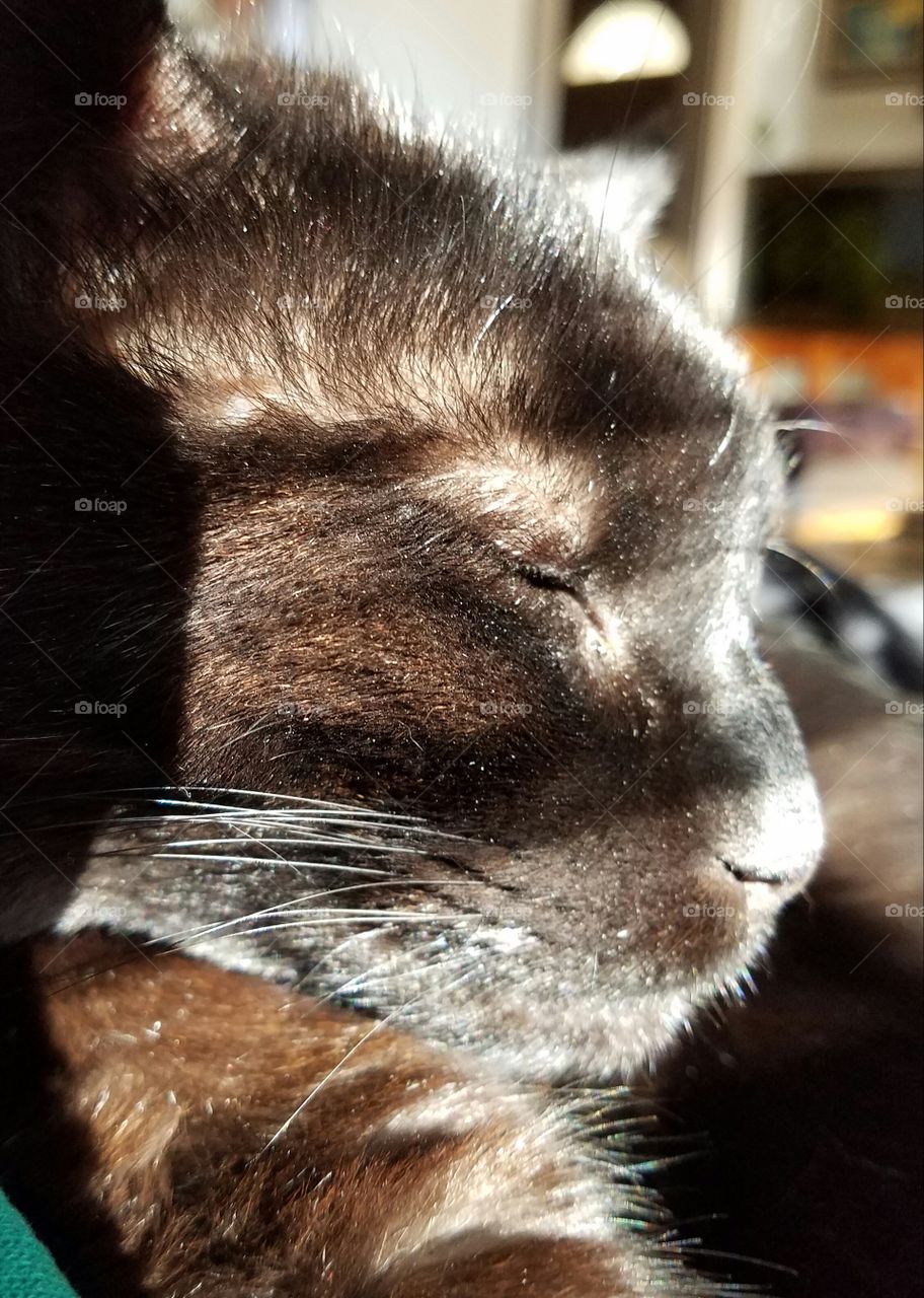 Sleeping cat face in the sunshine.