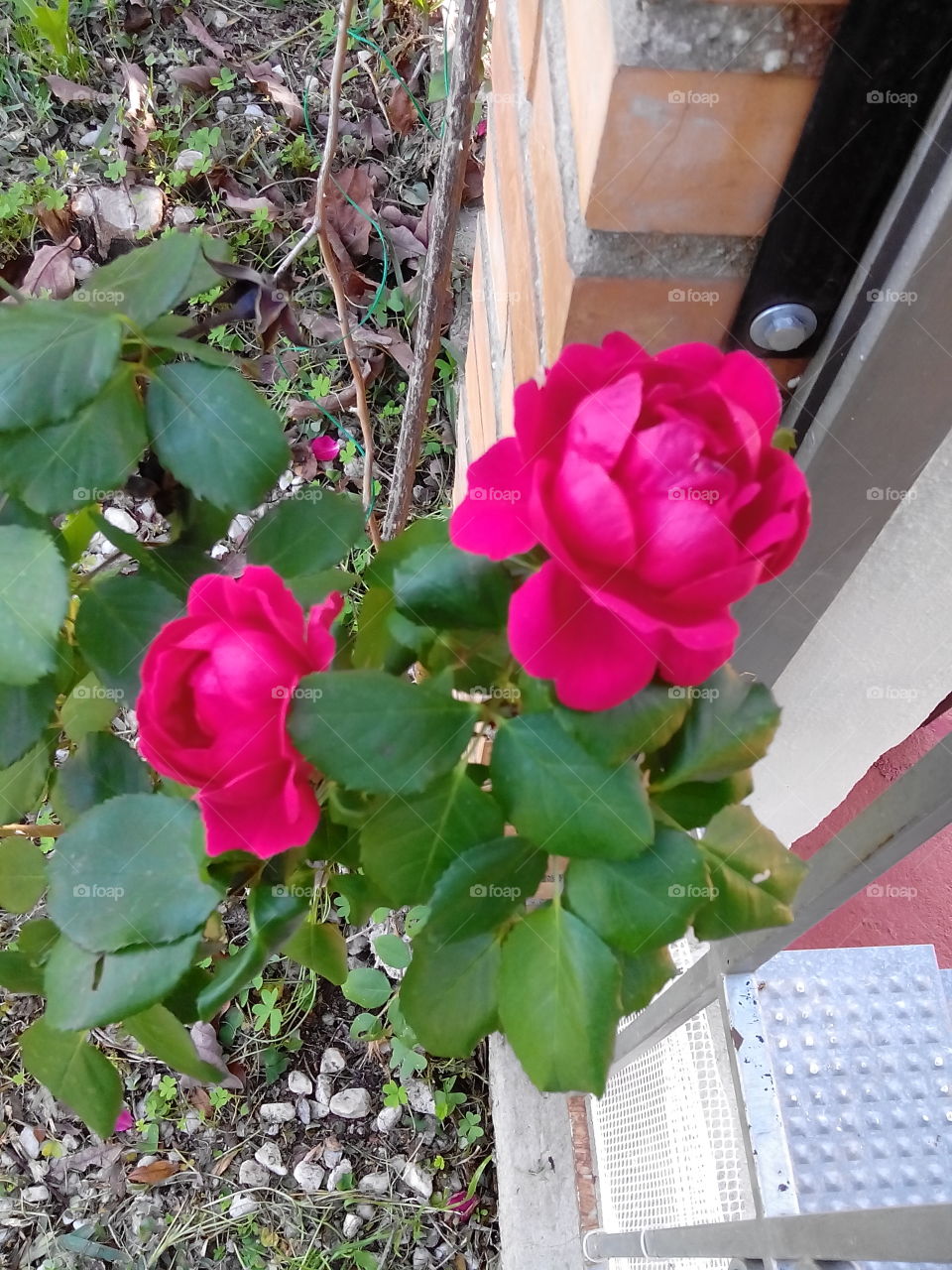 Winter roses