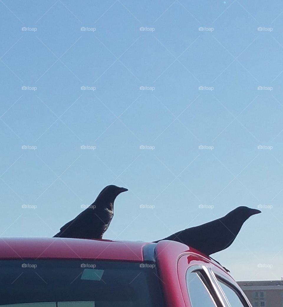 Birds Atop a Truck. Found in a parking lot