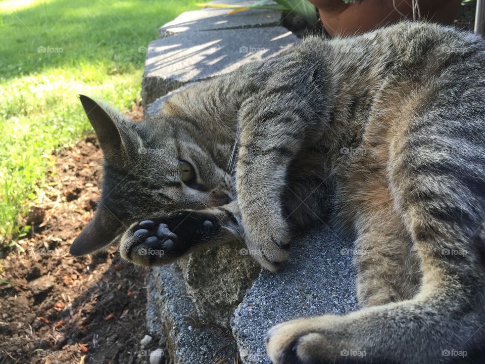 Sunbathing kitty
