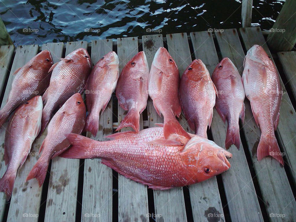 red fish sea fishing by jkschmitt