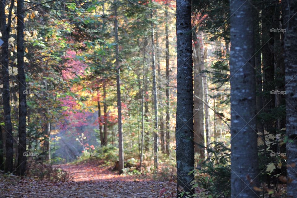 Forest at fall