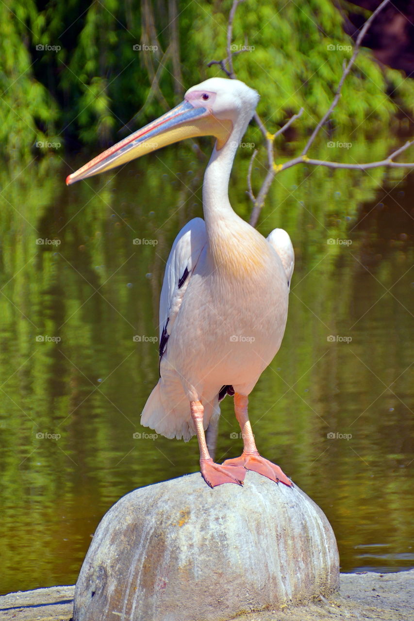 Close-up of pelican