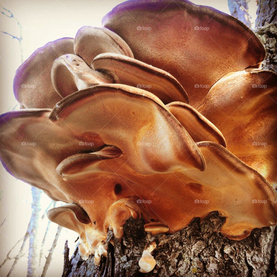 Giant mushroom. giant mushroom in my back yard