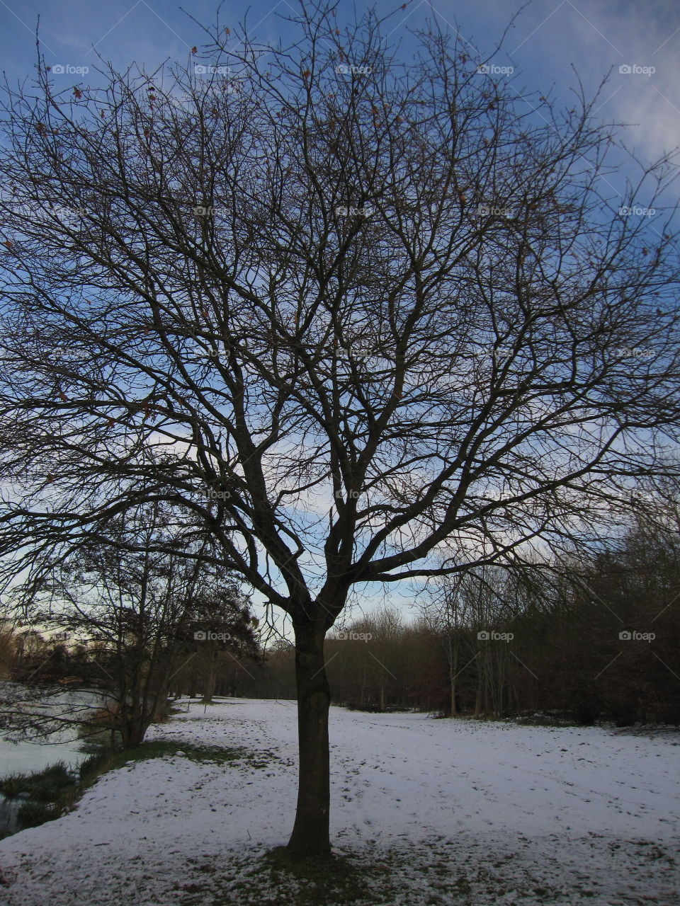 Ice Tree