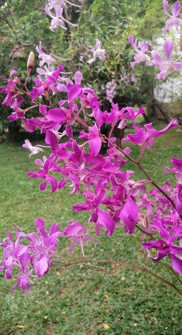 blooming..... ❤️❤️❤️