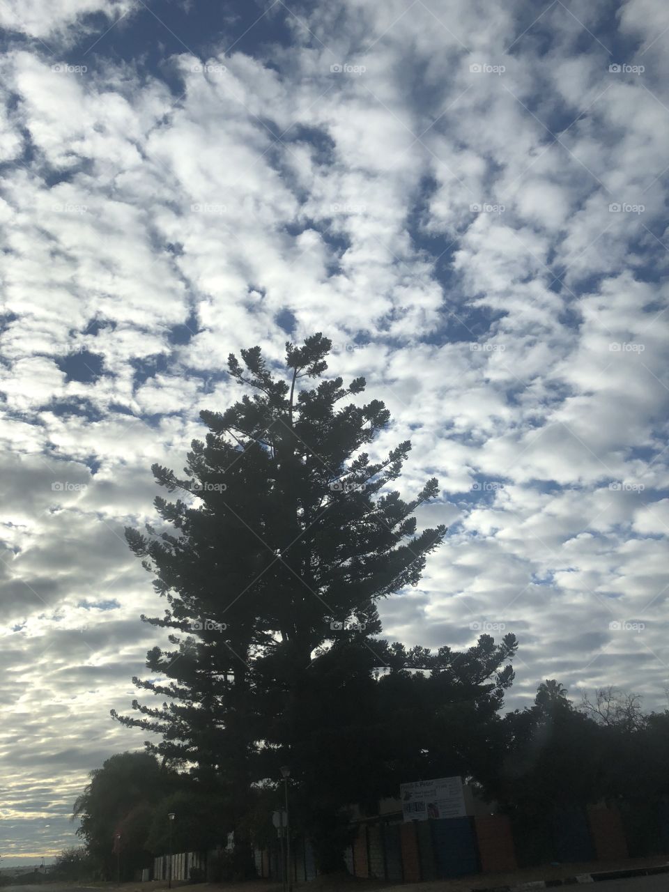 Tree sky