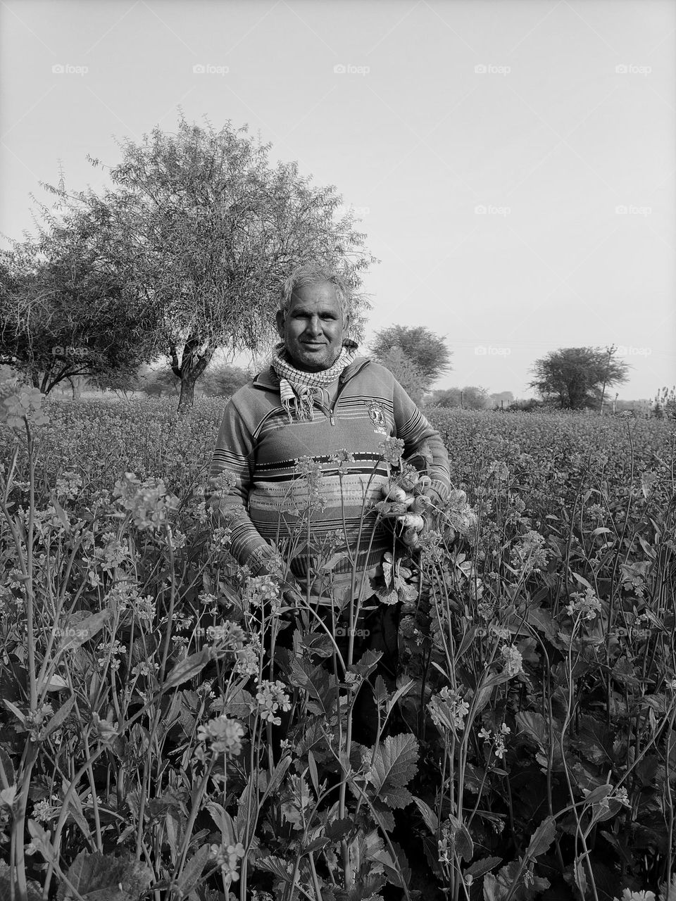 A farmer in a field of mustard