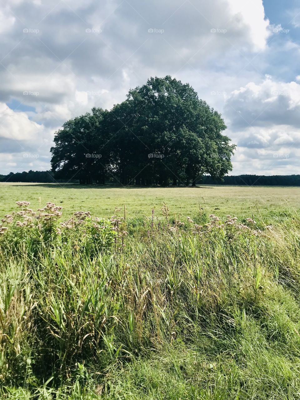 Single tree on the field 🌳